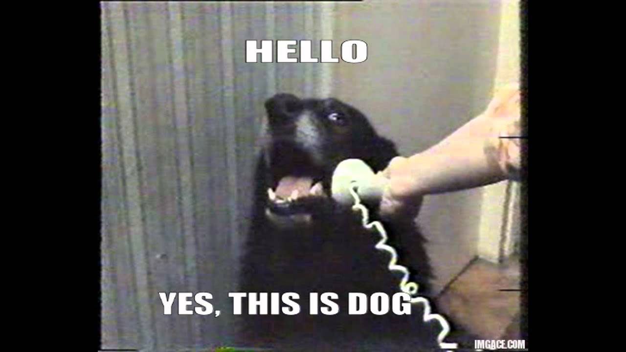 Hello, this is dog